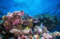australia great barrier reef