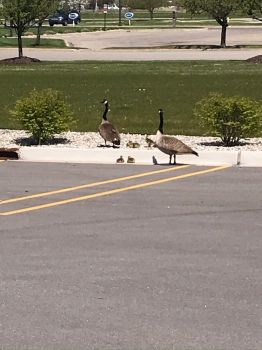 Canadian Geese family in a parking lot