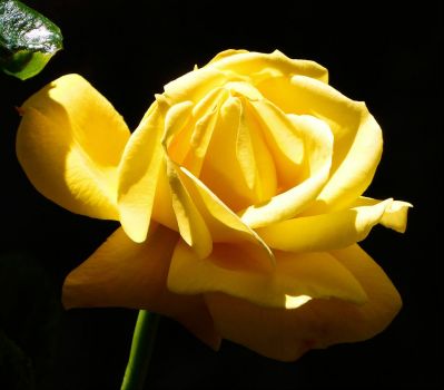 my scented yellow rose