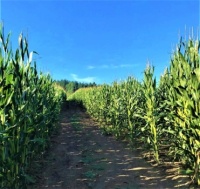 Kukuřičné pole - A corn field