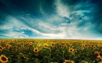 Sunflowers_field