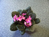 Pink/Yellow African Violet