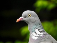 Wood Pigeon