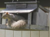 Squirrel in bird feeder