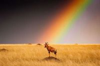 Antelope on the Kenya Masai Mara Nature Reserve.