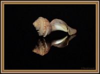 Mirrored shell