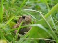 Toad in grass