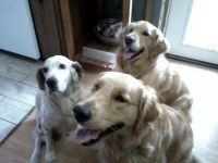GOLDENS AND TOMMY TOO