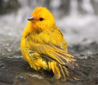 bathing-yellow-bird-krystyn-wong