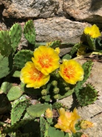 Cactus in Connecticut!?!?