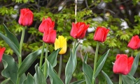 Tulips 0153 (resizable from 15 - 400 pieces