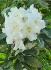 Azaleas at Tumwater Falls Park, Washington