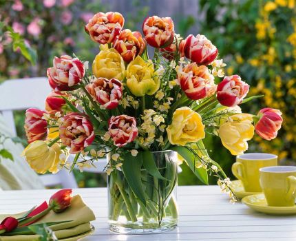 Bouquet-of-different-Tulipa-tulip-and-Cytisus-broom