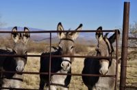 Three little donkeys