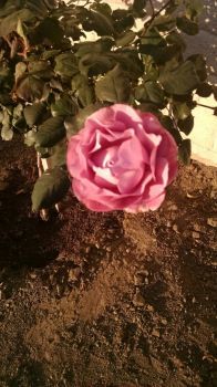 Angel Pink Rose