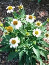 white cone flowers