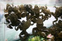 Tadpole Winemaking Process - Quittin' Time...