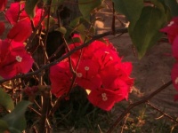 flowers 2
