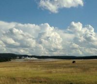 Bison and geyser