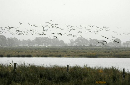 A Rainy Day & Ducks