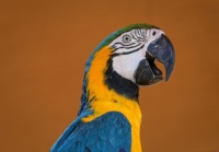 COLORFUL MACAW
