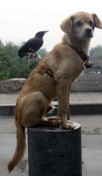 dog & crow