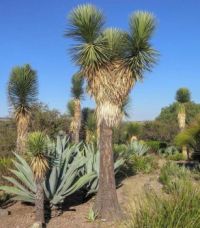 Yucca for Helenpuz