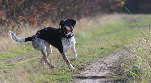 Czech spotted dog - Český strakatý pes