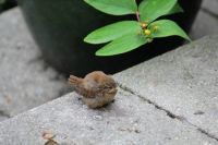 Wren nestling