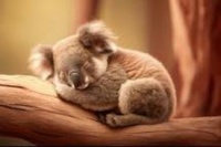 cute koala