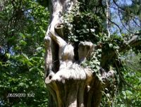 Beautiful old tree