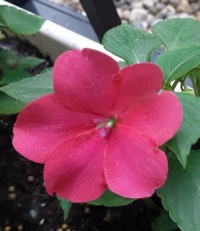 Pink Impatien on May 5th