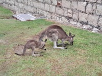 Mother and joey kangaroo II