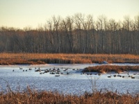 Geese in the golden hour, New Year's Day '24