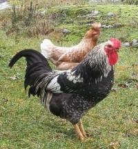 Rooster with one of his hens