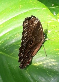Butterfly Pavilion shot from 2020