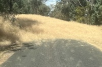 Roly poly, or when tumbleweeds take over the world