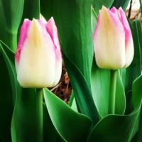 Spring! Pink Tulips