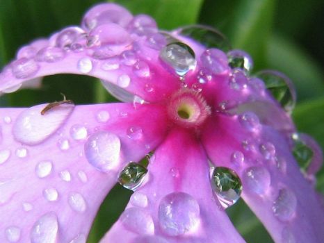 Pink Rainy Flower