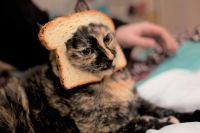 Cat Breading - meme