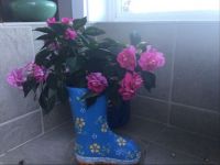 Impatiens in a boot