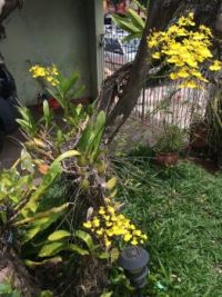 Orquideas no Jardim!!!