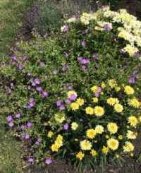 Neighbour’s garden 1