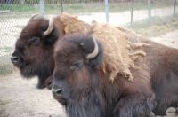 Bison