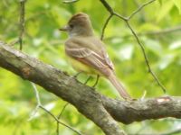 Great crested Flycatcher