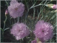 Dianthus plumarius  -  Hvozdík péřitý