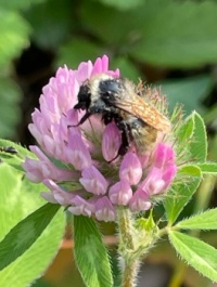 bumble bee on a red clover