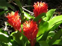 Bromeliads in afternoon sun.