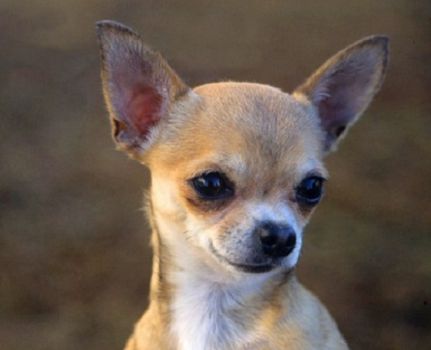 Theme dogs: Smooth-coat Chihuahua