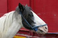 Horse in Dublin Ireland